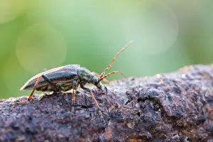 Schulterbock Prints: Oxymirus cursor