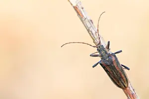 Images Dated 2nd June 2022: Oxymirus cursor