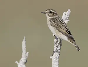 Images Dated 1st October 2006: Paapje, Whinchat, Saxicola rubetra