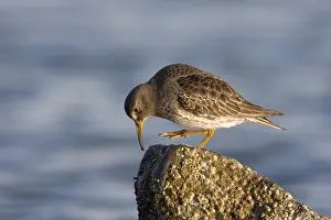 Images Dated 9th February 2008: Paarse Strandloper, Purple Sandpiper, Calidris maritima
