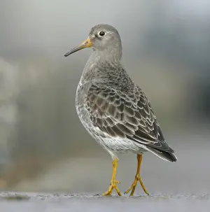 Images Dated 7th March 2009: Paarse Strandloper, Purple Sandpiper, Calidris maritima