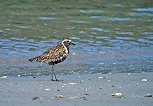 Images Dated 17th June 2007: Pacific Golden Plover, Pluvialis fulva