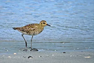 Images Dated 17th June 2007: Pacific Golden Plover, Pluvialis fulva