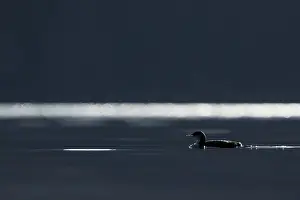 Images Dated 22nd December 2015: Pacifische Parelduiker, Pacific Loon, Gavia pacifica