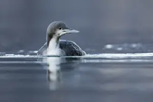 Eerste Jaars Prints: Pacifische Parelduiker, Pacific Loon, Gavia pacifica