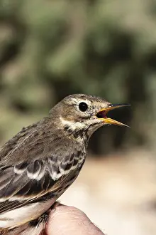 : Pacifische Waterpieper, Siberian Buff-bellied Pipit, Anthus rubescens