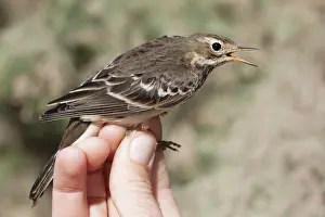 : Pacifische Waterpieper, Siberian Buff-bellied Pipit, Anthus rubescens