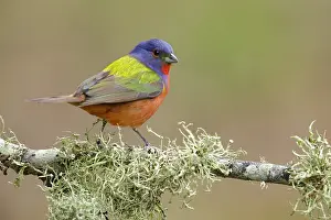 Images Dated 13th April 2018: Painted Bunting, Passerina ciris