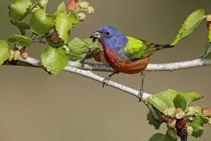 Images Dated 16th April 2018: Painted Bunting, Passerina ciris