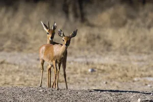 Images Dated 15th July 2017: A pair of steenboks, Raphicerus campestris