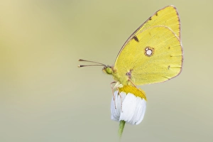 Images Dated 24th May 2023: Pale Clouded Yellow, Colias hyale