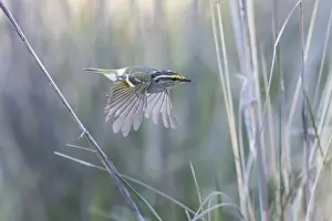 Images Dated 30th May 2014: Pallas's Leaf Warbler, Phylloscopus proregulus