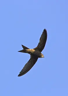 Images Dated 14th September 2007: Pallid Swift Vaaleakiitäjä (Vaaleatervapääsky) Apus pallidus