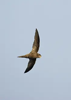 Images Dated 14th September 2007: Pallid Swift Vaaleakiitäjä (Vaaleatervapääsky) Apus pallidus