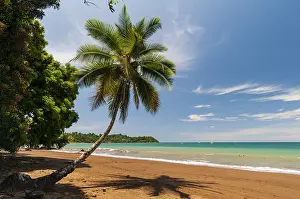 Costa Rica Prints: A palm tree and its shadow on a pristine sandy beach