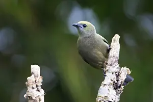 2012 Prints: Palmtangare, Palm Tanager, Thraupis palmarum