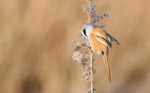 Baardman Prints: Panurus biarmicus