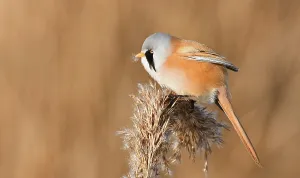 Baardman Prints: Panurus biarmicus