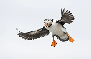 2009 Prints: Papegaaiduiker, Atlantic Puffin, Fratercula arctica