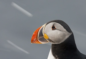 2009 Prints: Papegaaiduiker, Atlantic Puffin, Fratercula arctica