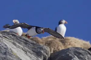 2009 Prints: Papegaaiduiker, Atlantic Puffin, Fratercula arctica