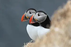Kolonie Prints: Papegaaiduiker, Atlantic Puffin, Fratercula arctica