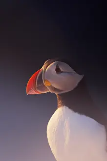 2009 Prints: Papegaaiduiker, Atlantic Puffin, Fratercula arctica