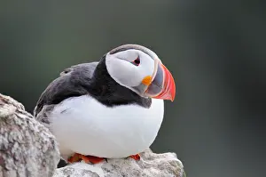 Summerplumage Prints: Papegaaiduiker, Atlantic Puffin