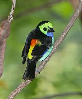 2000 Prints: Paradise Tanager (Tangara chilensis)
