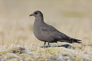 Images Dated 30th May 2022: Parasitic Jaeger, Stercorarius parasiticus
