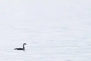 Parelduiker Prints: Parelduiker, Arctic Loon, Gavia arctica