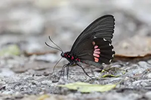 2023 Prints: Parides sesostris