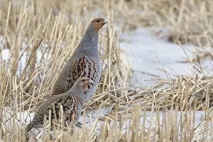 Images Dated 31st March 2008: Patrijs, Grey Partridge, Perdix perdix