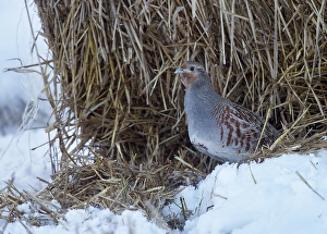 Images Dated 26th January 2015: Patrijs, Grey Partridge, Perdix perdix