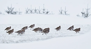 Images Dated 26th January 2015: Patrijs, Grey Partridge, Perdix perdix