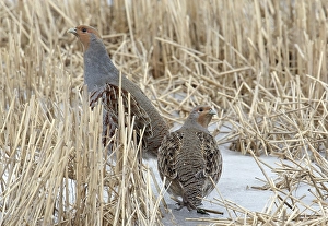 Images Dated 31st March 2008: Patrijs, Grey Partridge, Perdix perdix
