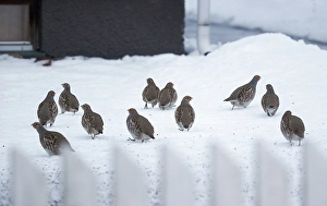 Images Dated 26th January 2015: Patrijs, Grey Partridge, Perdix perdix