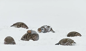 Images Dated 26th January 2015: Patrijs, Grey Partridge, Perdix perdix