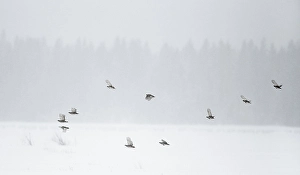Images Dated 26th January 2015: Patrijs, Grey Partridge, Perdix perdix