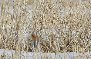 Images Dated 31st March 2008: Patrijs, Grey Partridge, Perdix perdix