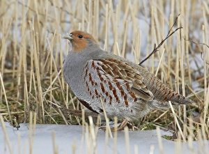 Images Dated 31st March 2008: Patrijs, Grey Partridge, Perdix perdix