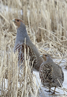 Images Dated 31st March 2008: Patrijs, Grey Partridge, Perdix perdix