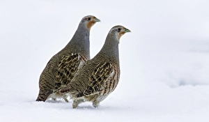 Images Dated 13th February 2006: Patrijs, Grey Partridge, Perdix perdix