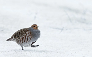 Images Dated 26th January 2015: Patrijs, Grey Partridge, Perdix perdix