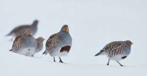 Images Dated 26th January 2015: Patrijs, Grey Partridge, Perdix perdix