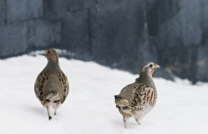 Images Dated 26th January 2015: Patrijs, Grey Partridge, Perdix perdix