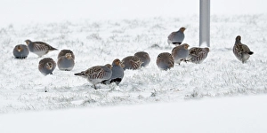 Images Dated 26th January 2015: Patrijs, Grey Partridge, Perdix perdix