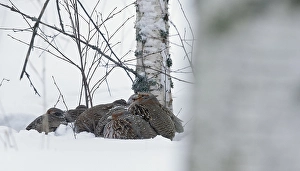 Images Dated 26th January 2015: Patrijs, Grey Partridge, Perdix perdix