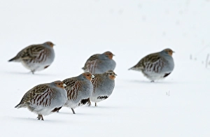 Images Dated 26th January 2015: Patrijs, Grey Partridge, Perdix perdix
