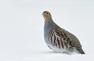 Images Dated 26th January 2015: Patrijs, Grey Partridge, Perdix perdix